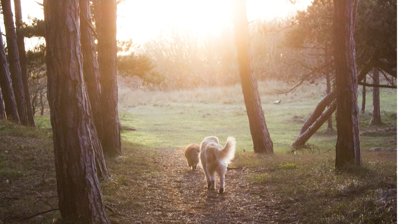 Dog-friendly attractions in Shropshire