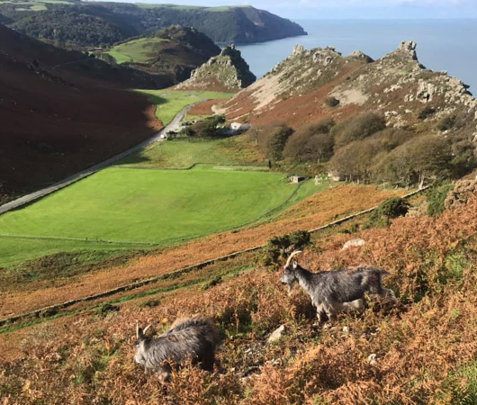 The Valley of Rocks, Exmoor