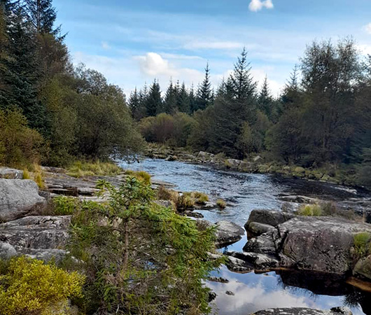 Britain’s most magical forests